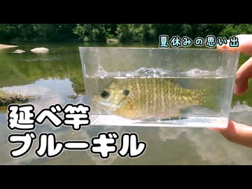 これぞ田舎の夏休み？深緑の湖でブルーギル釣り【延べ竿釣行記】