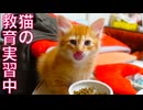 猫の教育自習生、子猫相手に奮闘する