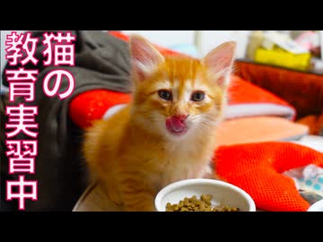 猫の教育自習生、子猫相手に奮闘する