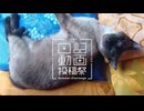 【日記動画投稿祭2026年夏】我が家の猫日記　7日目：出禁猫【VOICEVOX：東北ずん子】