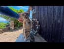 猫島の坂の上のカフェ付近では悪質な客引き行為が行われています(笑)