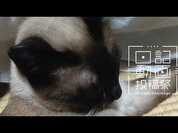 【日記動画投稿祭2026年夏】我が家の猫日記　8日目：人類と寝たい猫【VOICEVOX：東北ずん子】