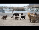 【猫の集会デビュー】ママ猫に連れられて港の集会に初参加する子猫たちが可愛すぎた
