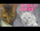猫の教育実習生、克服すべき課題が見つかる