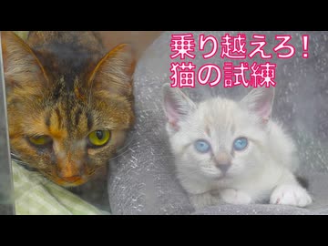 猫の教育実習生、克服すべき課題が見つかる