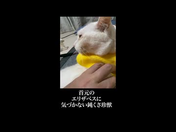 ひとりバックドロップする珍獣