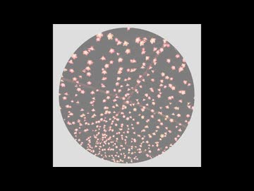 flowering sky(concept)/トマトさんたち