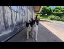 【猫島】港の日陰で休憩してた猫たち、なぜかお互いにぶつかり始めるｗ