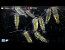 2026/8/7【水中カメラ実況#U106】今日からこちらでスタート！　能登の海で魚を見るぞぉ！！【金曜定期便】