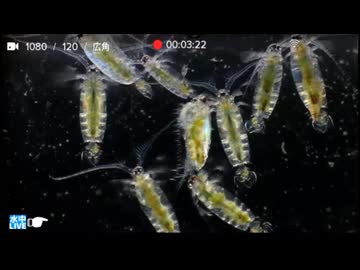 2026/8/7【水中カメラ実況#U106】今日からこちらでスタート！　能登の海で魚を見るぞぉ！！【金曜定期便】