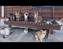 猫島のフェリー乗り場、ベンチが猫に占領されて人間の座る場所がないｗｗｗ