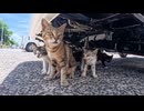 猫親子、港の猫集会から帰宅途中に車の下の日陰で仲良く休憩してました