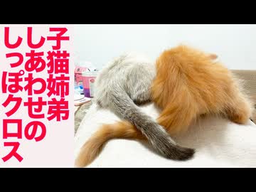 子猫姉弟、しあわせのしっぽクロス