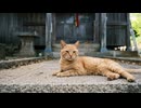 島歩きに疲れて神社で休憩してたら猫も休憩しにやってきた