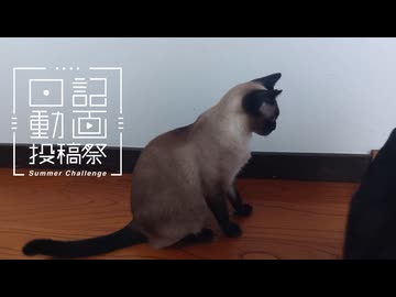 【日記動画投稿祭2026年夏】我が家の猫日記　9日目：猫がないた【VOICEVOX：東北ずん子】