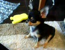子犬の頃のチワワ先生