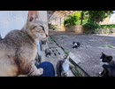 【猫島】島で唯一の自販機の前で昼休みしてたら猫たちも集まってきた【癒し】
