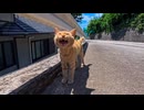 【サイレントニャー】猫島の山道で出会った茶トラ猫、声にならない声で話しかけてきた【野良猫】