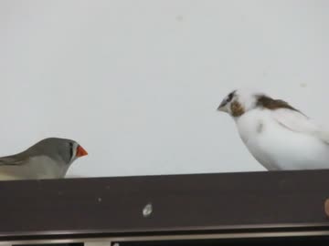 ジュウシマツの傍ではしゃぐキンカチョウ ふきつけるインコ2026 8 10