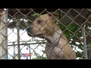 ”世界最強の犬”ピットブル被害で福岡市が規制強化を検討　”全治3か月”被害者は飼い主と和解　「行政はしっかりルールを作ってほしい」