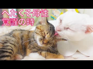 お姉さん猫、へたくそ母性に目覚める
