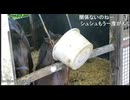 【リアダビ切り抜き】親子桶狭間の戦い！まりしゅしゅ後半【シュシュブリーズ2026】