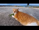 岸壁で釣り人を監視していた猫、暇になったらモフられに来たｗ