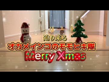 聖夜の暴走！オカメインコ軍団のガチすぎリレー□️□