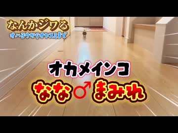 なんかジワる❤️呼ばれたら秒で爆走するオカメインコななに密着□□