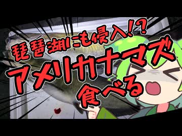 お腹がすいたら滋賀県でもアメリカナマズ食べればいいじゃない