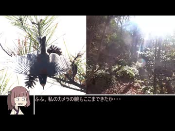 【ニコニコ登山祭】大岩岳下山
