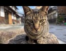 静かな漁港で猫に出会ったら、いきなり足元に来て甘えてきた【野良猫】