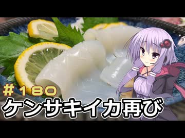 釣った魚は最後まで　＃１８０　ケンサキイカのお造り２【VOICEROIDキッチン】