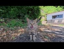 道端のキジトラ猫ちゃん、何かを一生懸命伝えてくる【野良猫】