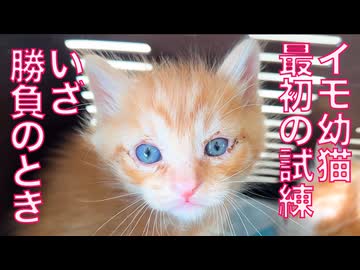 イモ幼猫4匹、運命の「勝負」のとき