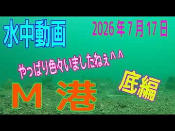 水中動画（2026年7月17日）in　M港（底編）