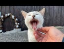 【猫島】古民家カフェの看板猫、店の前で必死に呼込みしてて可愛すぎるｗ