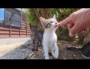 木陰で休憩中の子猫に指を差し出したら、興味津々で近づいてきた【野良猫】