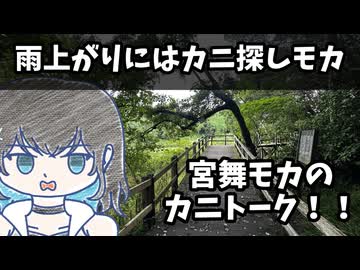 【サワガニ解説】雨上がりにはカニ探しモカ【舞モのカニトークに付き合うモカ！】