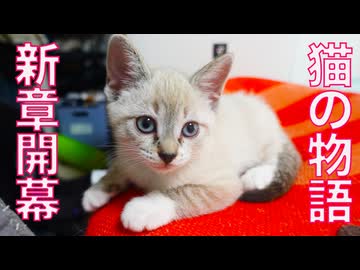 猫の物語、新章が開幕する