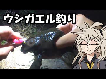 夜な夜なウシガエルを釣る【つむぎのテキトーフィッシング】