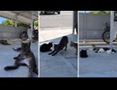 午後の猫集会、日陰になる自転車置場に猫たちが続々集合してきたｗ
