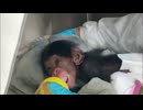 「ちっちゃくて本当にかわいい」福岡市動物園でチンパンジーの赤ちゃん誕生　28年ぶり