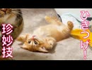 新世代子猫、名物猫たちの珍妙を受け継ぐ