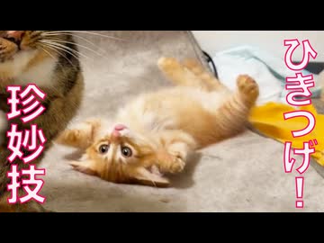 新世代子猫、名物猫たちの珍妙を受け継ぐ