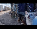 【猫島】坂の上のカフェ、猫スタッフ総出の呼込みがヤバすぎるｗｗｗ