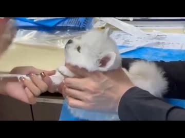 ホモと見るバックするトラックみたいな鳴き声の犬