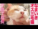 生意気オス三毛猫、子猫の同居で成長する
