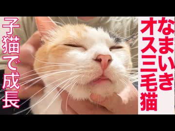 生意気オス三毛猫、子猫の同居で成長する