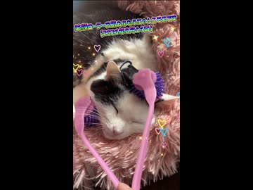 美顔ローラーお肌もふもふにゃんこモモです (2026年8月14日)